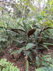 Heliconia metallica