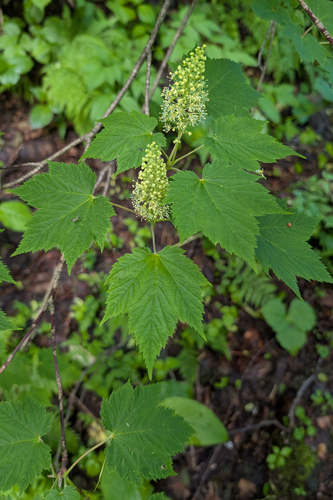 Acer ukurunduense