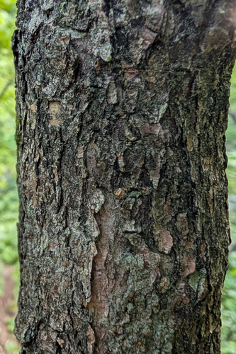 Acer ukurunduense, photograph 2