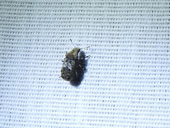 Euparius