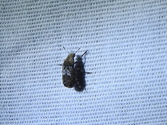 Euparius