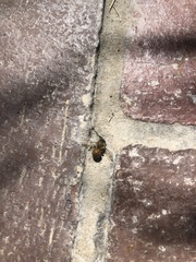 Apis mellifera