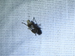 Euparius