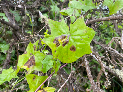 Delairea odorata observed 2026-07-13