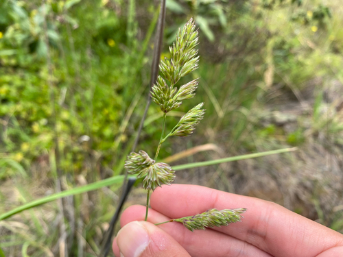 Dactylis glomerata observed 2026-07-13