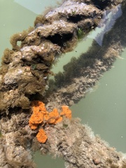 Styelidae