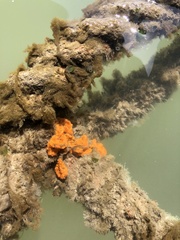 Styelidae
