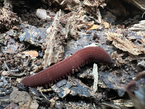 Plicatoperipatus jamaicensis