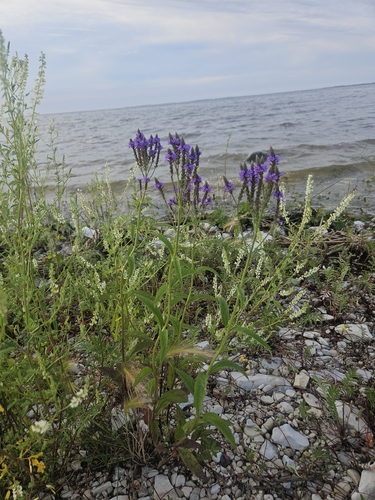 blue vervain