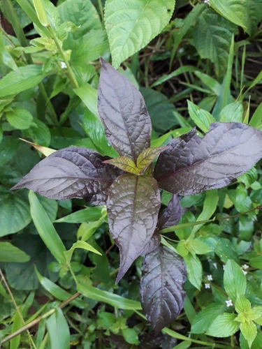 Alternanthera brasiliana