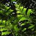 Retrophyllum rospigliosii - Photo (c) Mateo Hernandez Schmidt, osa oikeuksista pidätetään (CC BY-NC-SA), uploaded by Mateo Hernandez Schmidt