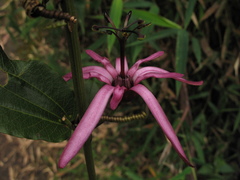 Passiflora azeroana