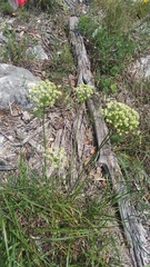 Allium fraseri