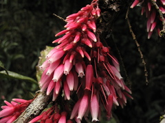 Thibaudia floribunda