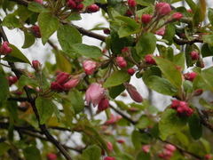 Malus