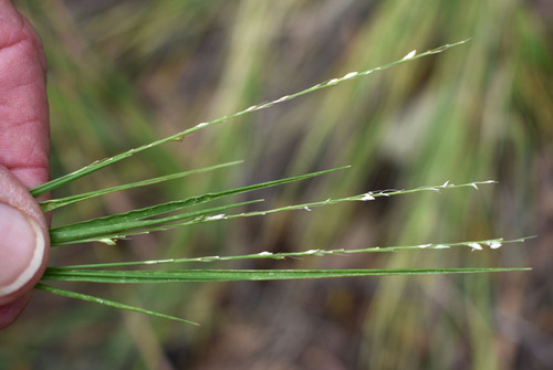 Setaria brownii observed 2026-05-10