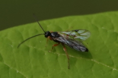 Metopiinae
