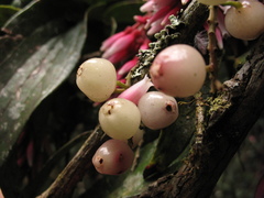 Thibaudia floribunda