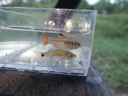 Cryptic curimata (Curimatopsis crypticus) — Curimatidae — 5