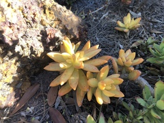 Sedum adolphi