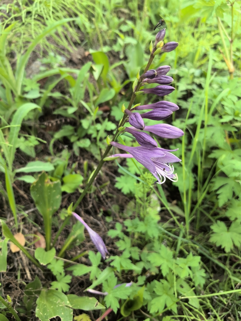 Hosta clausa