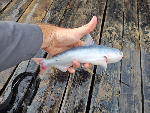 Whale catfish (Cetopsis coecutiens) — Cetopsidae — 4