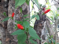 Malvaviscus penduliflorus
