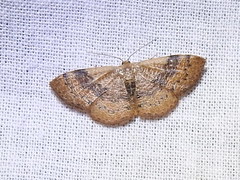 Leptostales rubromarginaria