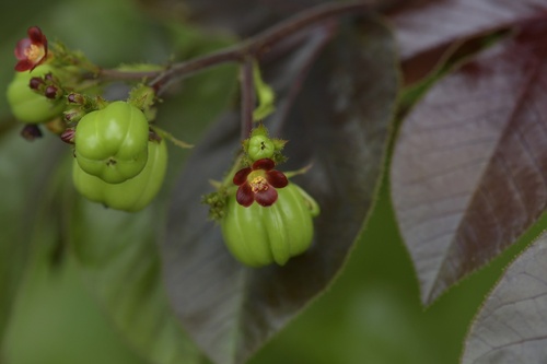 Bellyache Bush