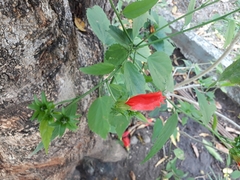 Malvaviscus penduliflorus