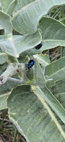 iNaturalist observation photo of Cobalt Milkweed Beetle