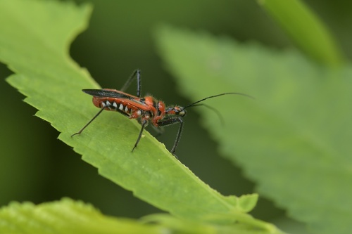 Rhynocoris costalis