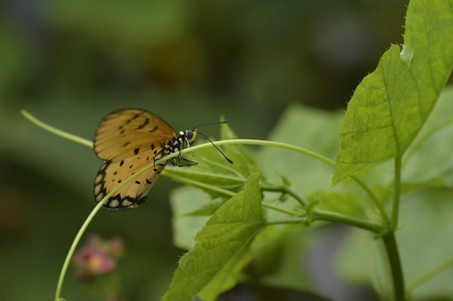 Tawny Coster