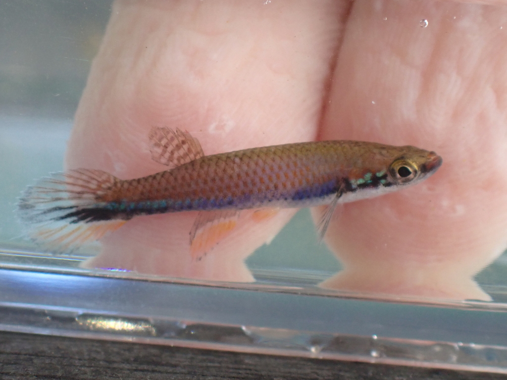 Green-banded rivulus (Laimosemion xiphidius) — Rivulidae