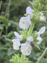 Stachys spinulosa