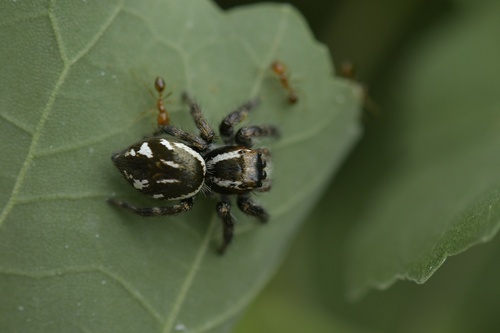 Carrhotus viduus