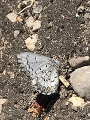 Celastrina lucia