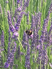 Bombus terrestris