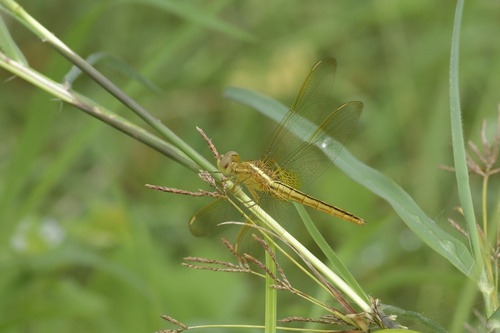 Scarlet Skimmer