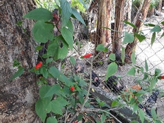 Malvaviscus penduliflorus