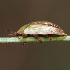 Cassida vittata