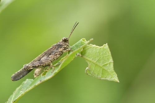 Carinate Locust