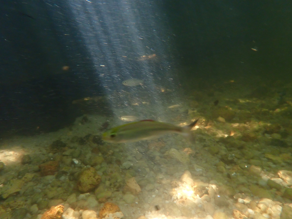Bryconops tetra (Bryconops affinis) — Iguanodectidae