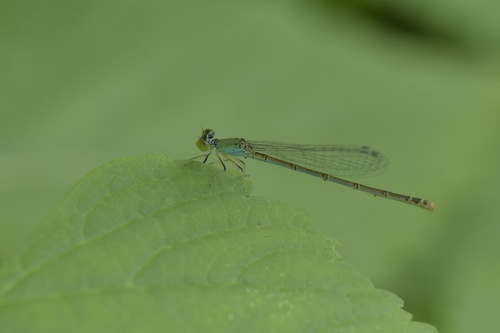 Eastern Lilysquatter