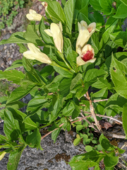 Weigela middendorffiana, photograph (c) Kristof Zyskowski, some rights reserved (CC BY)