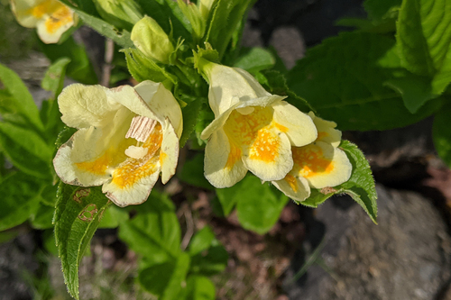 Weigela middendorffiana, photograph 2