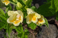 Weigela middendorffiana, photograph (c) Kristof Zyskowski, some rights reserved (CC BY)