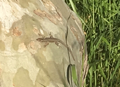 Podarcis muralis