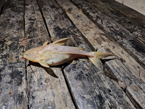 Granulated catfish (Pterodoras granulosus) — Doradidae — 2