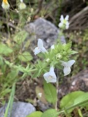 Stachys spinulosa